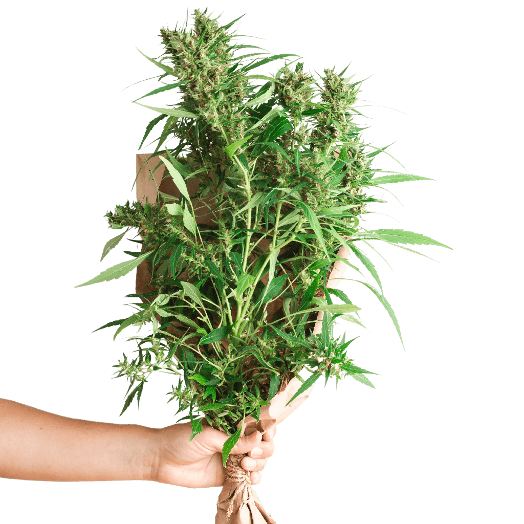 Indoor Growing - Growshop24.de