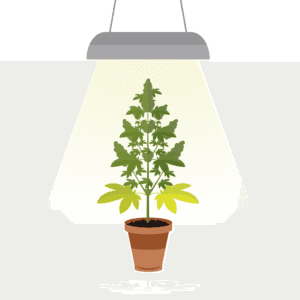 LED Grow Lampen - SANlight, Lumatek, Caluma